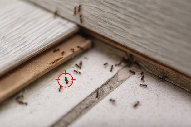Best Emergency Pest Control  in St Clair, PA